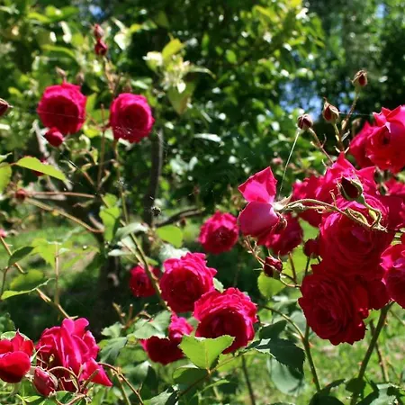 Agroturizem Bylis * Hekal