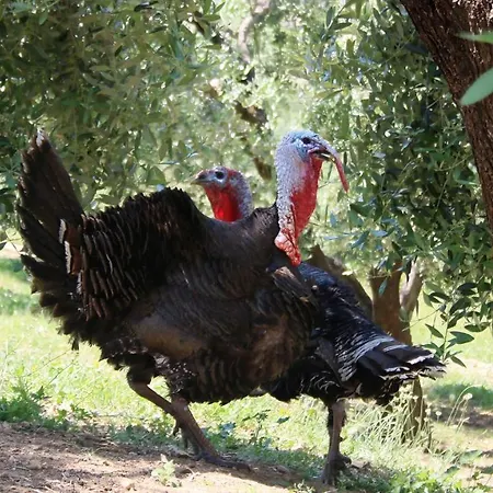 Agroturizem Bylis