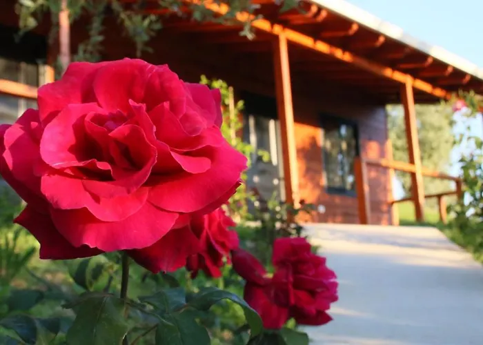 Semesteranläggning (resort) Agroturizem Bylis *