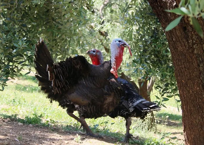 Agroturizem Bylis