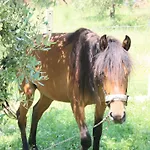 Agroturizem Bylis אתר נופש Hekal