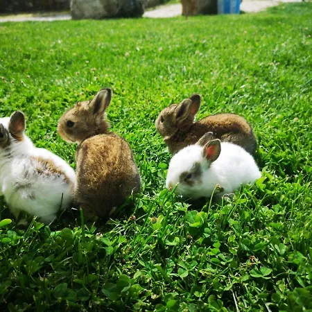 Agroturizem Bylis リゾート *