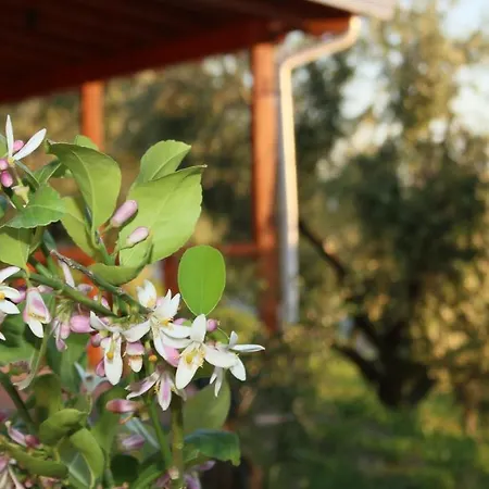Agroturizem Bylis Campsite *