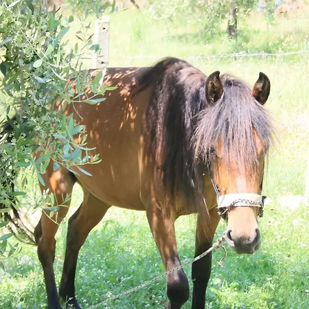 Agroturizem Bylis リゾート Hekal