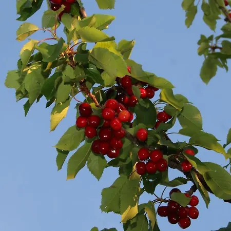 Agroturizem Bylis *