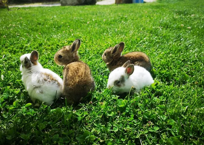 Agroturizem Bylis Resort *