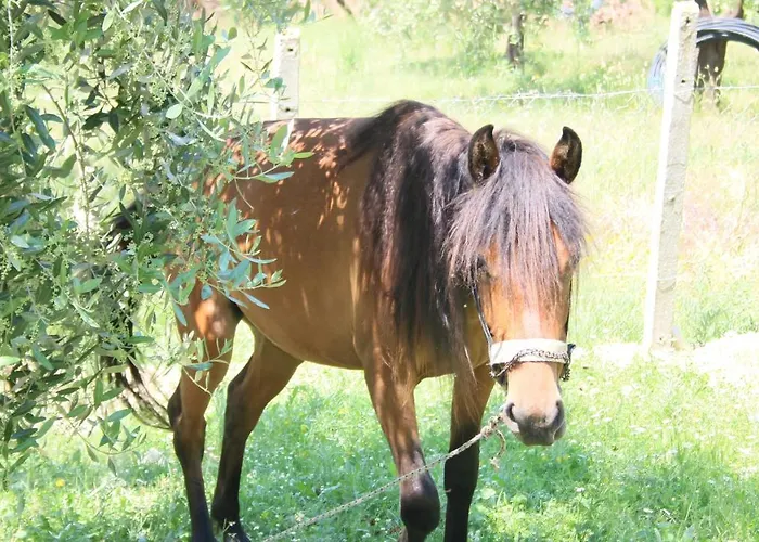 Agroturizem Bylis Resort Hekal