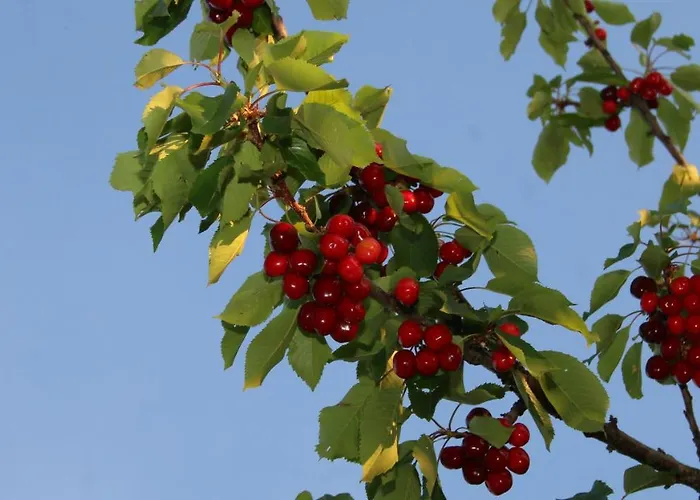 Agroturizem Bylis *